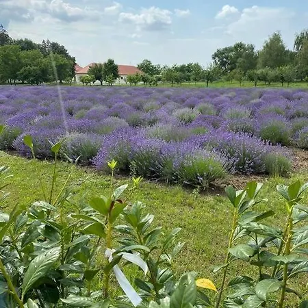 Zsuzsi Vendeghaz בית נופש