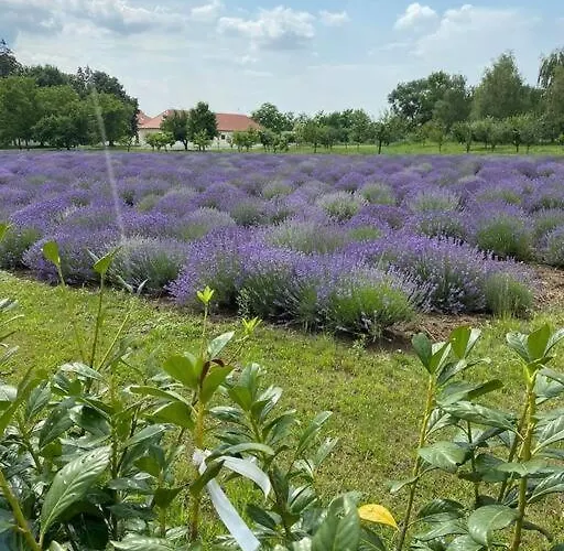 Zsuzsi Vendeghaz בית נופש